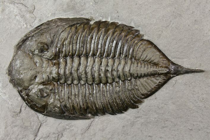 Dalmanites Trilobite Fossil - New York #163590